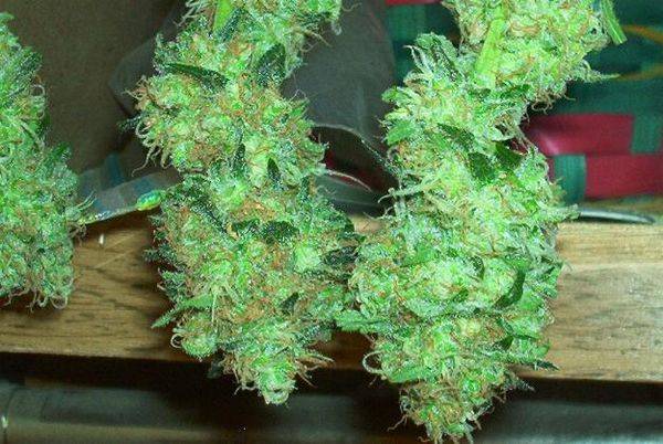 593SBcough_01harvest_bud-med.JPG