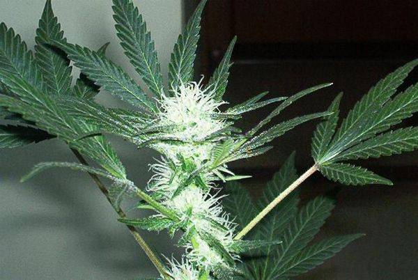 593SC02_48dayflrbud2-med.JPG