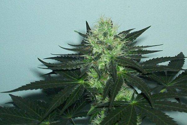 593blackD48daytopbud1-med.JPG