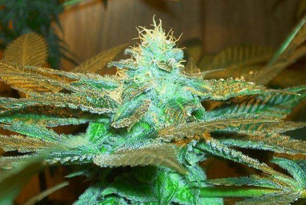 593cripplecreek53daystopbud-med.JPG