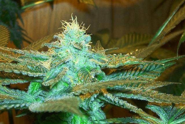 593cripplecreek53daystopbud2-med.JPG