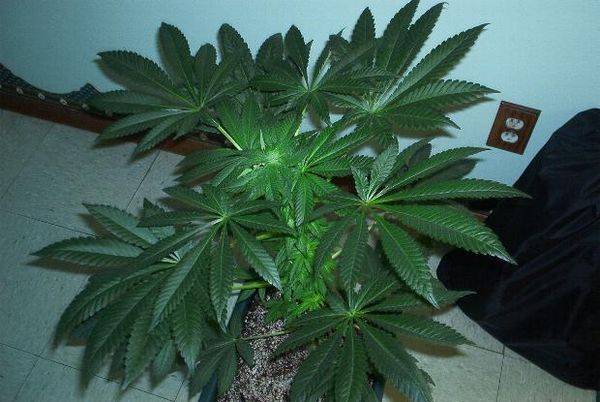 593deepchunkplant25daysflr-med.JPG