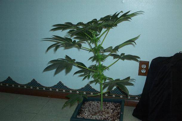 593deepchunkplantsideshot25days_flr-med.JPG