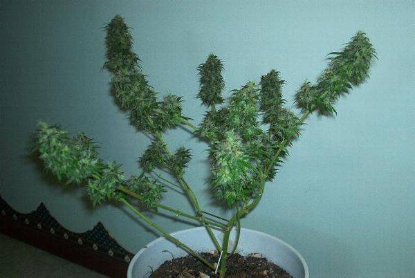 593lsd4plant1_74days-med.JPG