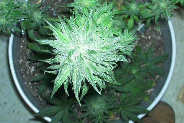 593sc74daysbud3-med.JPG