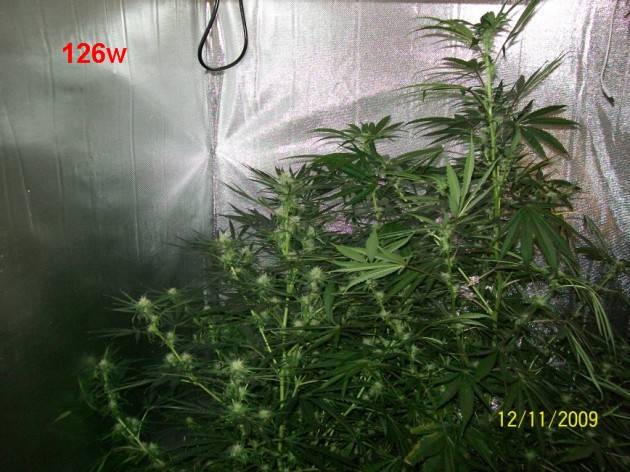 5_weeks_flowering_015_630x472.jpg