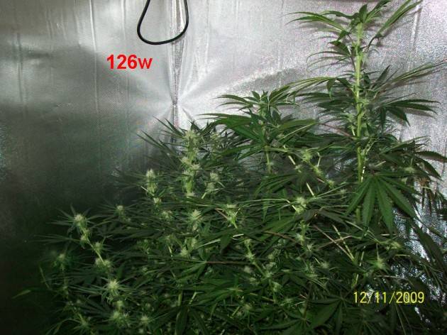 5_weeks_flowering_016_630x472.jpg