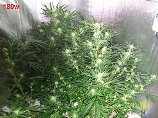 5_weeks_flowering_023_630x472.jpg