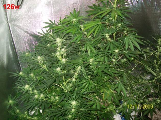 5_weeks_flowering_027_630x472.jpg