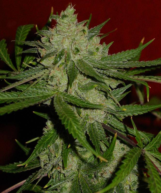 6103Cheese_1_59_days_Cola_6.jpg