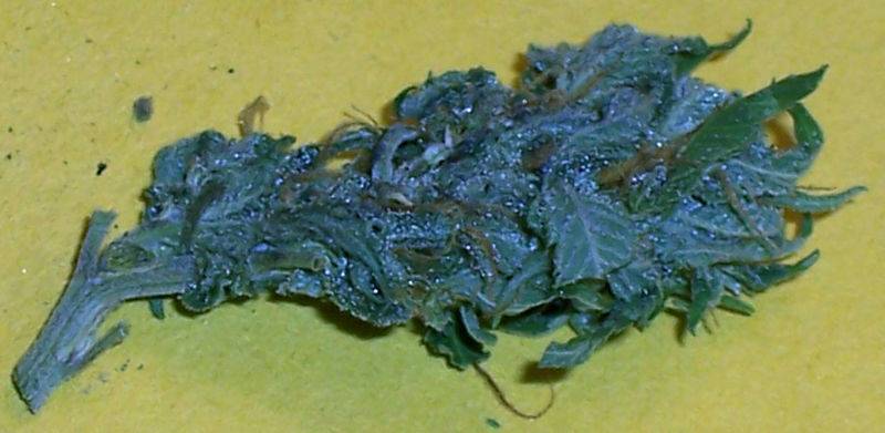 6338sampler_bud_copy.JPG