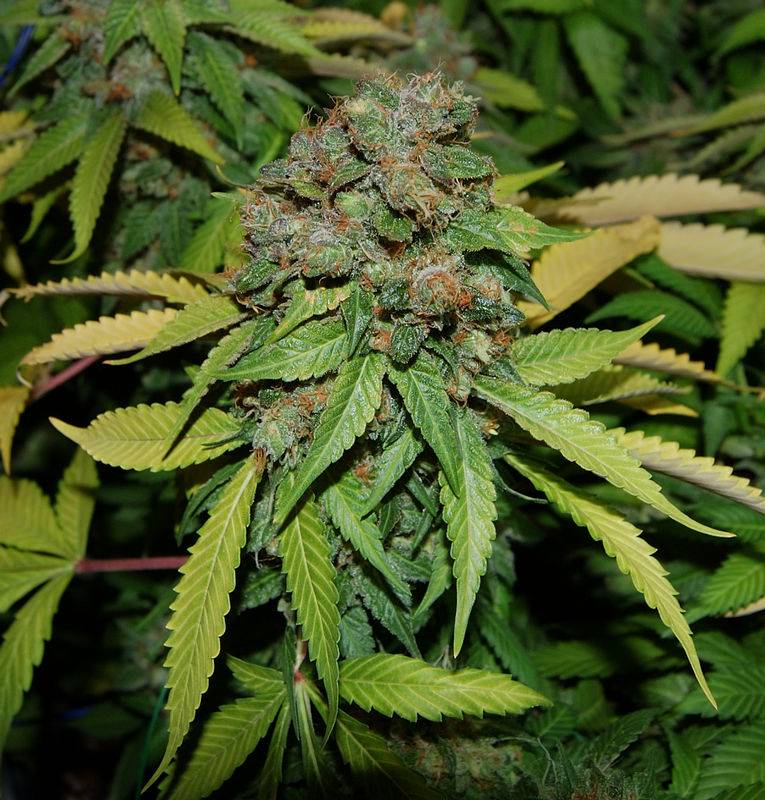 6360bms1day73harvestbud.jpg