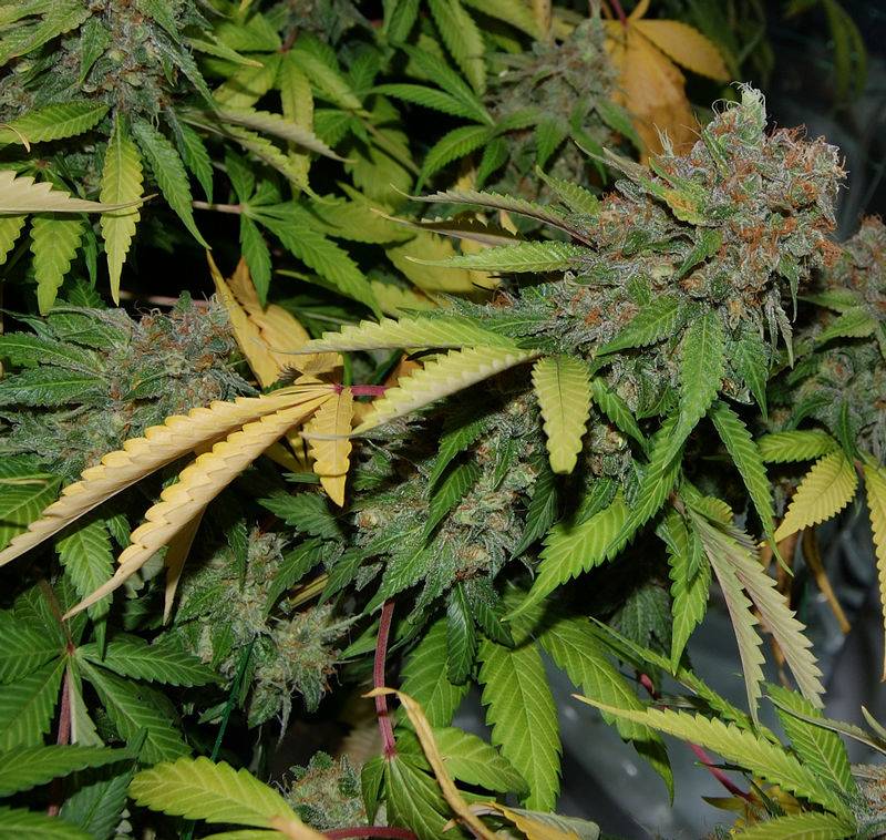 6360bms1day73harvestbud2.jpg