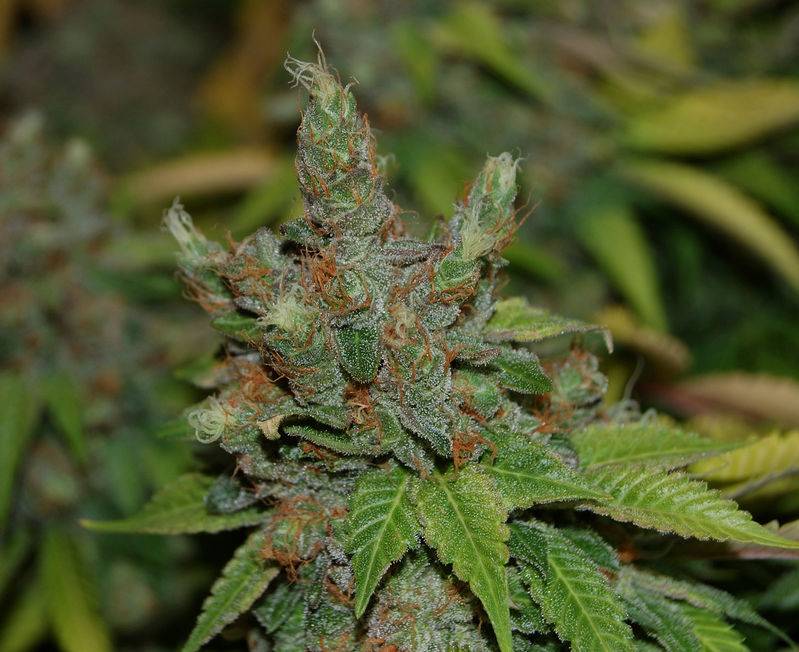 6360bms1day73harvestbud4.jpg