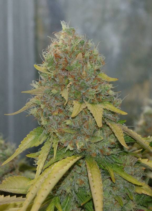 6360bms2day73harvestbud1.jpg