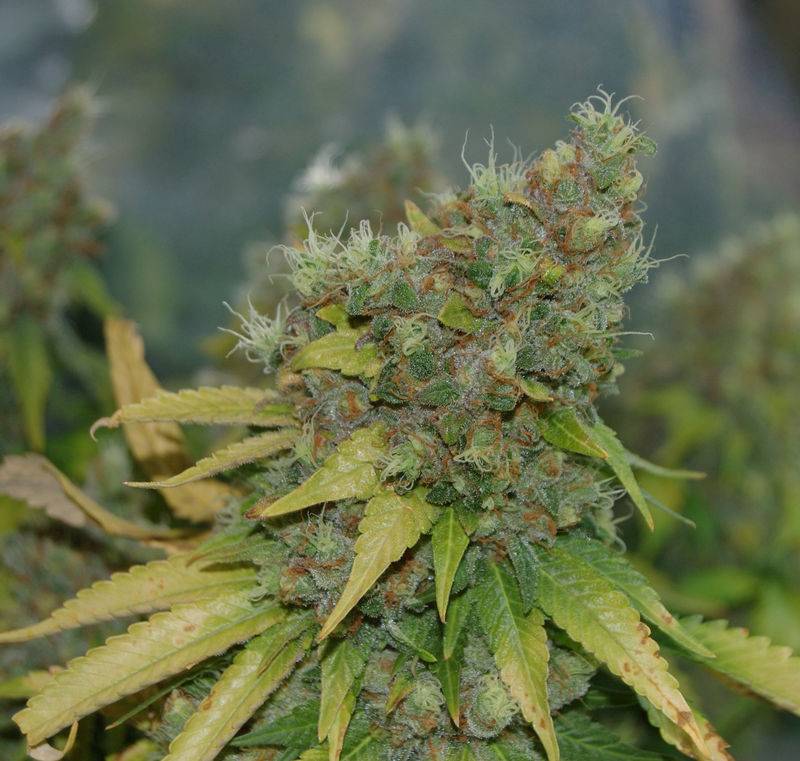 6360bms2day73harvestbud3.jpg