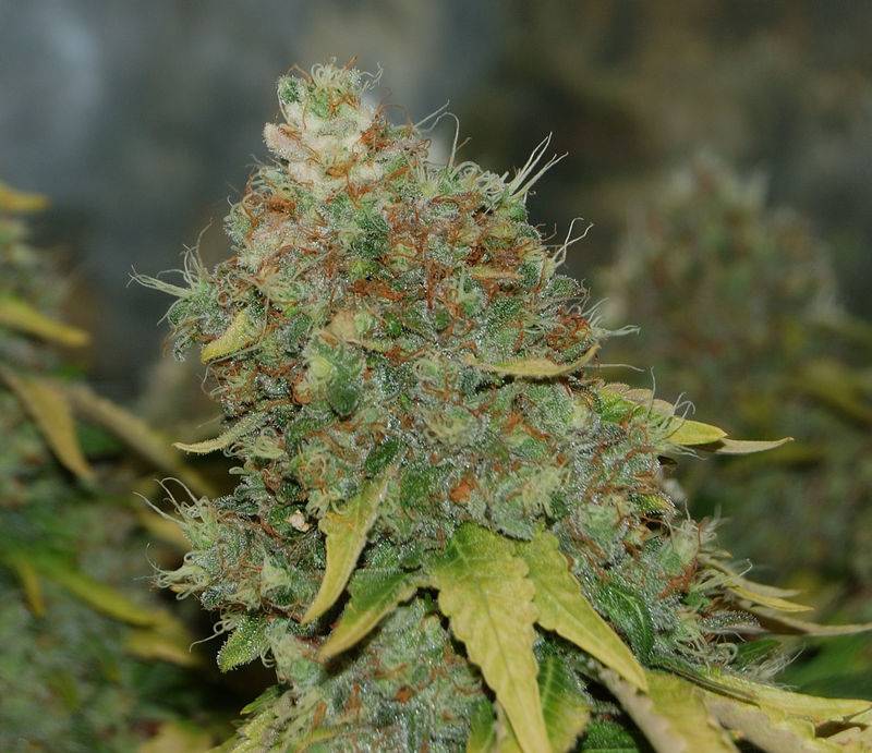 6360bms2day73harvestbud4.jpg