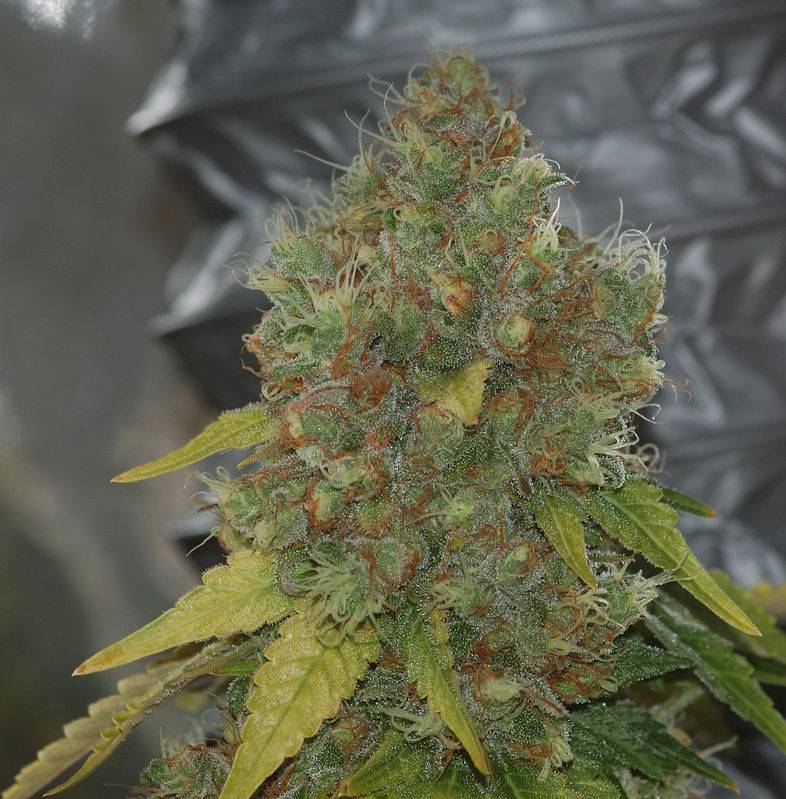 6360bms2day73harvestbud6.jpg