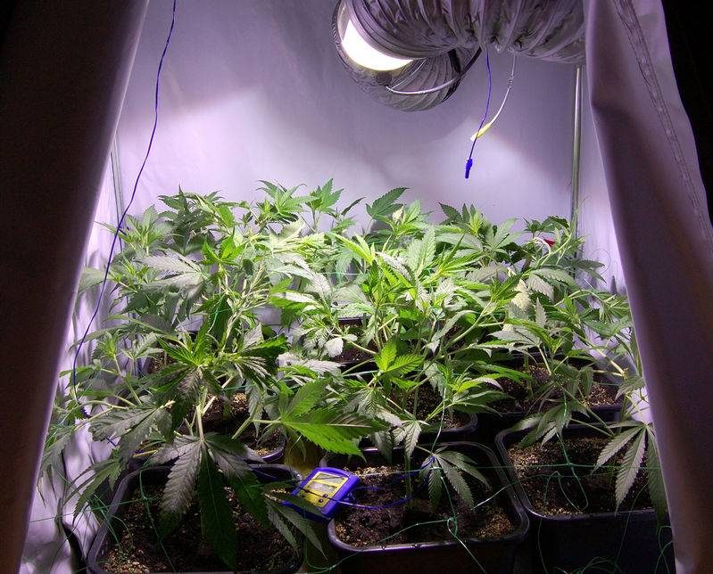 6360budboxday1flower.jpg