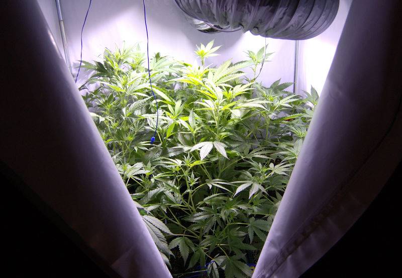 6360budboxday7flower.jpg