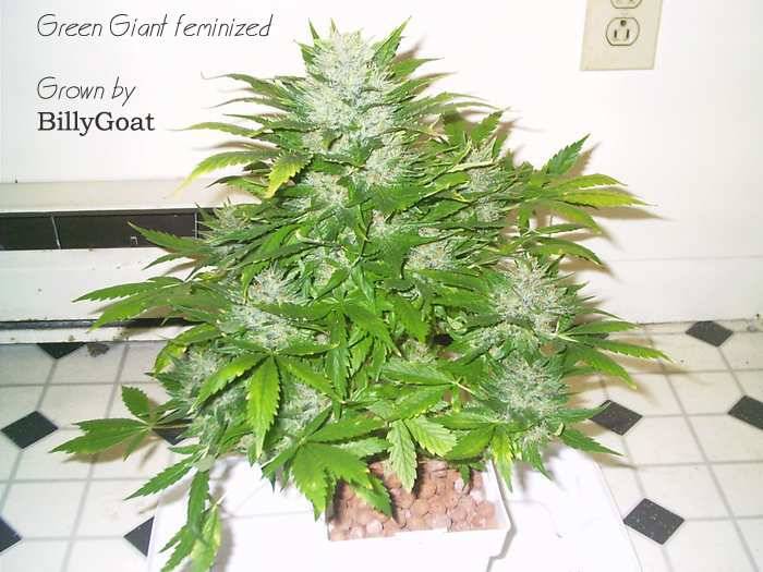 63Green-Giant-fems-BillyGoat2.jpg