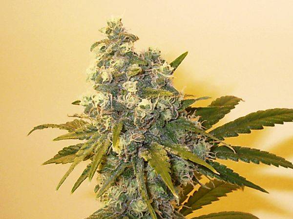 63TrainWreck_7-20a-med.JPG