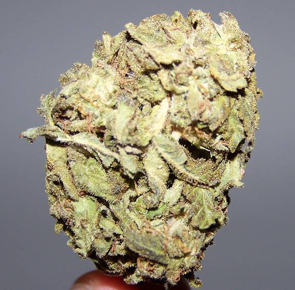 65573OutdoorNug-01.jpg