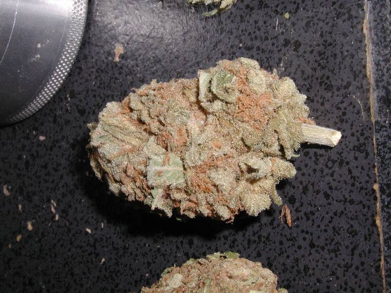 6635bud4.JPG