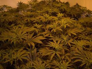 664buds5-thumb.jpg