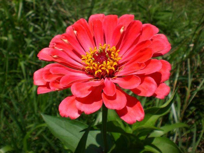 6940zinnia5.JPG