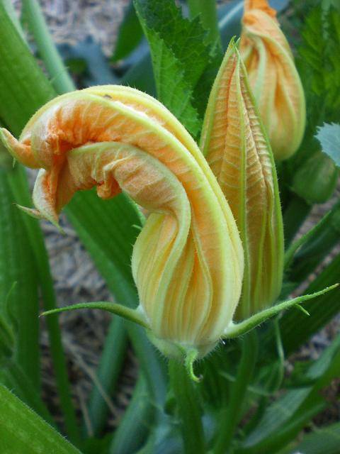 6940zucchini_flowers.jpg