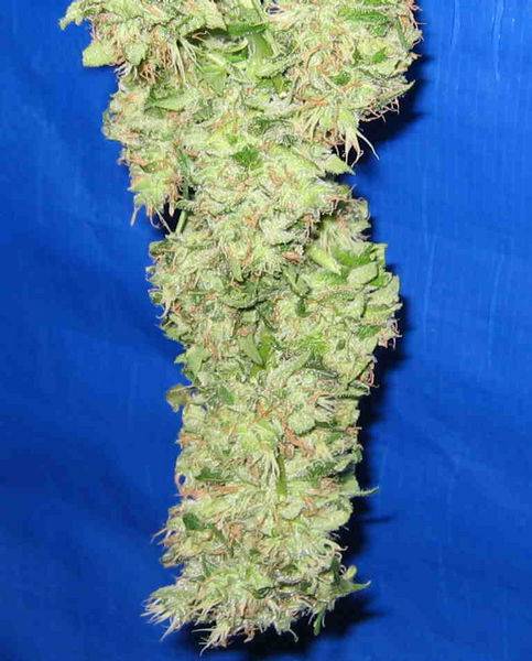 695White_RHino1-med.JPG