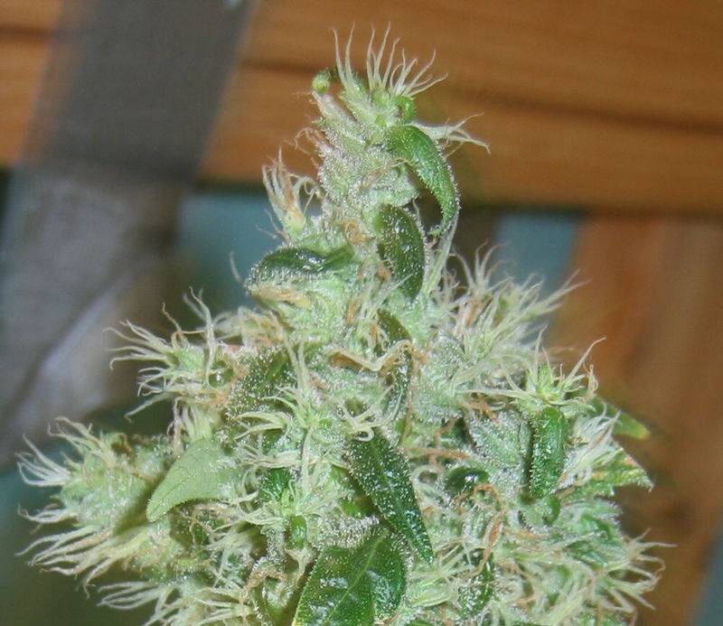 695White_Rhino_39_daysFlower.JPG