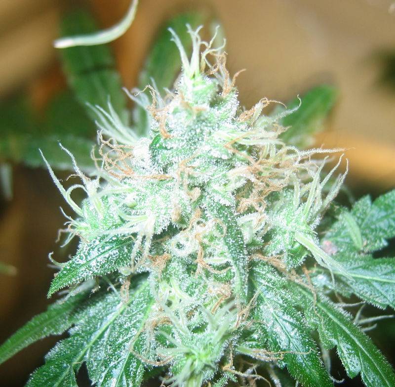 695White_Rhino_39_daysFlower1.JPG