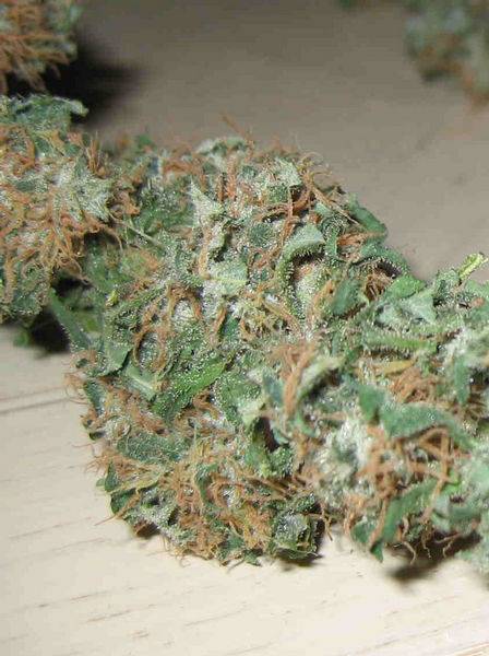 695White_rhino_2-med.JPG