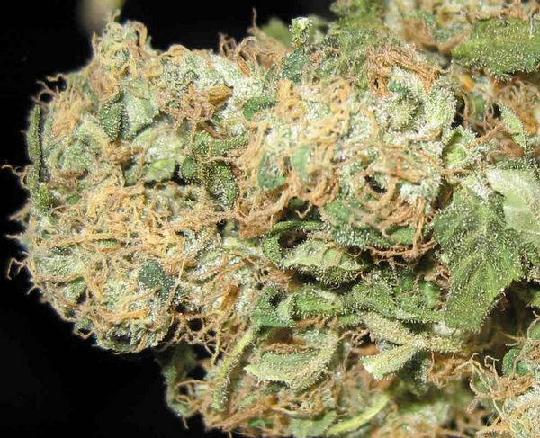 695White_rhino_macro_3-med.JPG