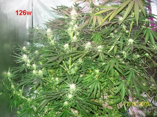 6_weeks_flowering_001_630x472.jpg