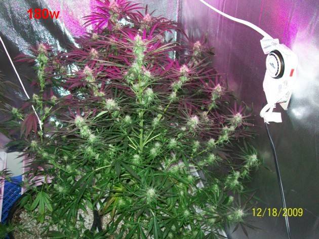 6_weeks_flowering_019_630x472.jpg