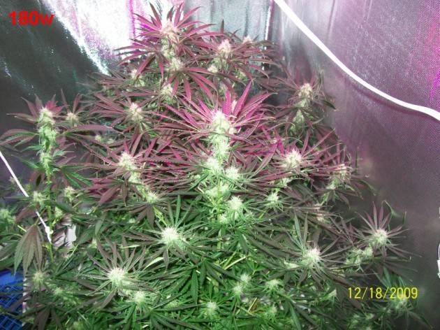 6_weeks_flowering_022_630x472.jpg