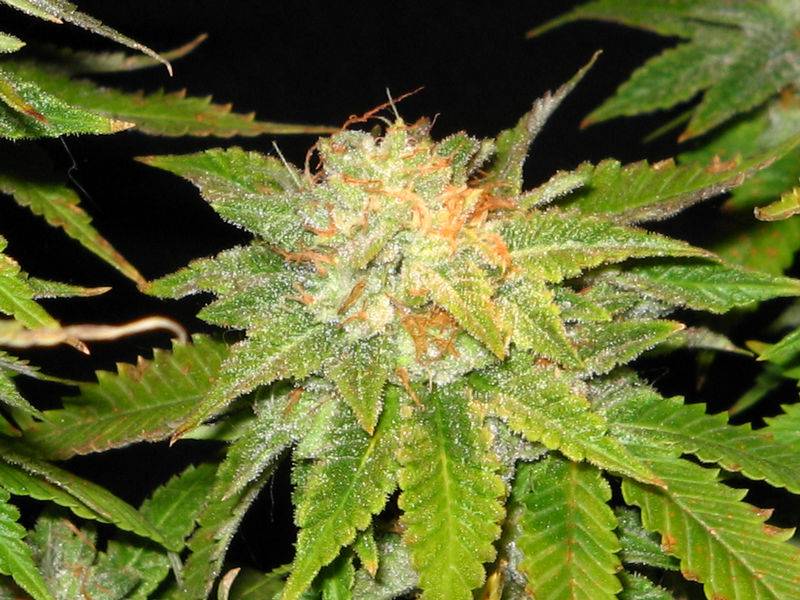 7250Bud_II.jpg