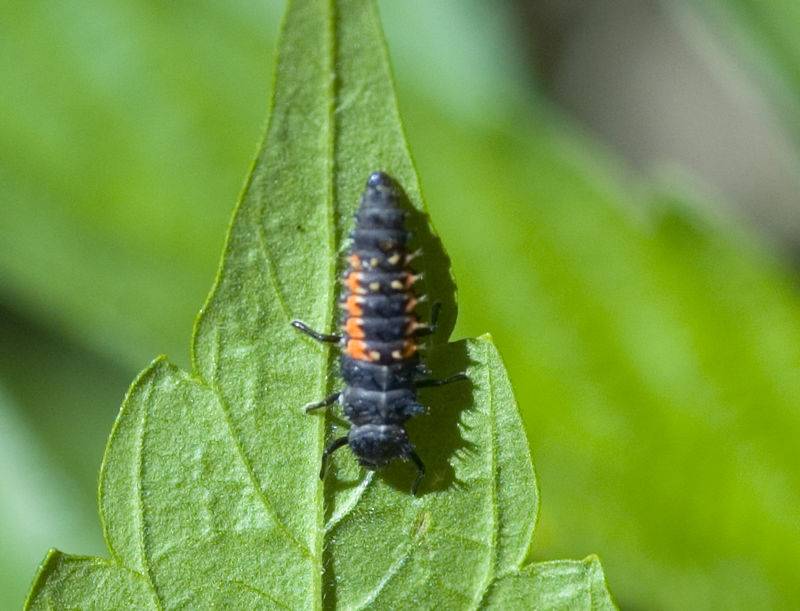 7426ladybug_larva.jpg