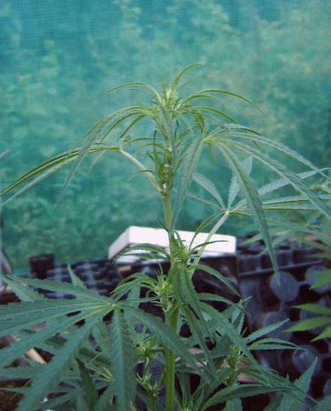 7507marocXlowryder-autoflowering-MID-med.JPG