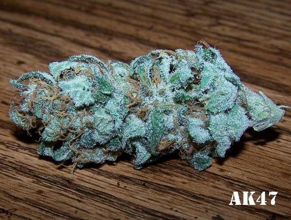 7578G4-AK47-3-bud-med.jpg