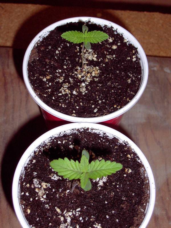 7622AfgooeyXStrawD_Seedlings.jpg