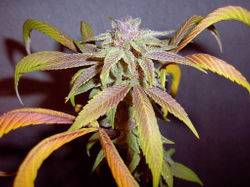 7622Blueberry-1_Day_60_Flower-5-thumb.jpg