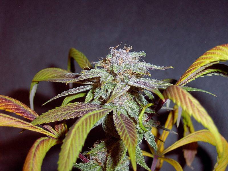 7622Blueberry-1_Day_60_Flower-6.jpg