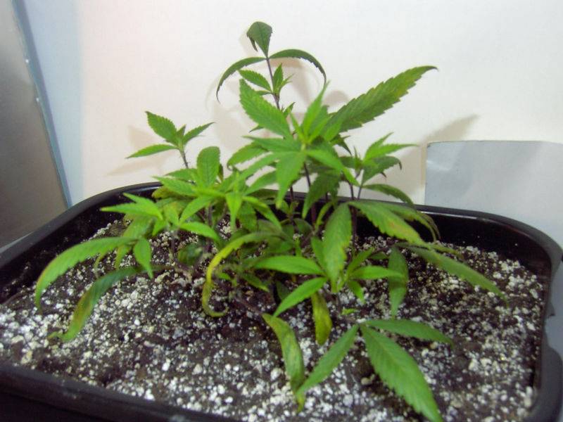 7622Blueberry-1_Pre-Flower.jpg