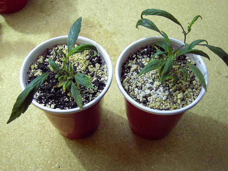 7622Blueberry_Clones_LST.jpg