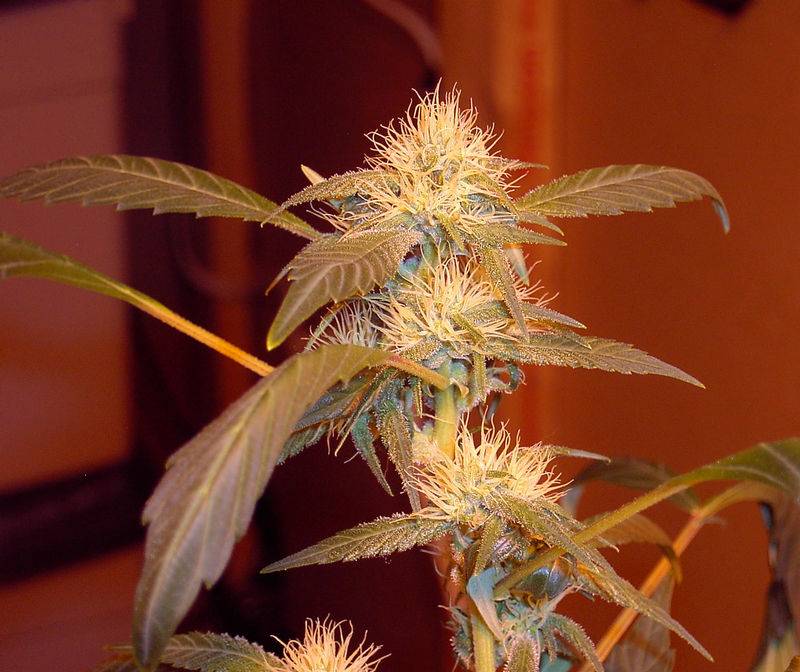 7622Cheezy_Bastard-1_Day_21_Flower-2.jpg