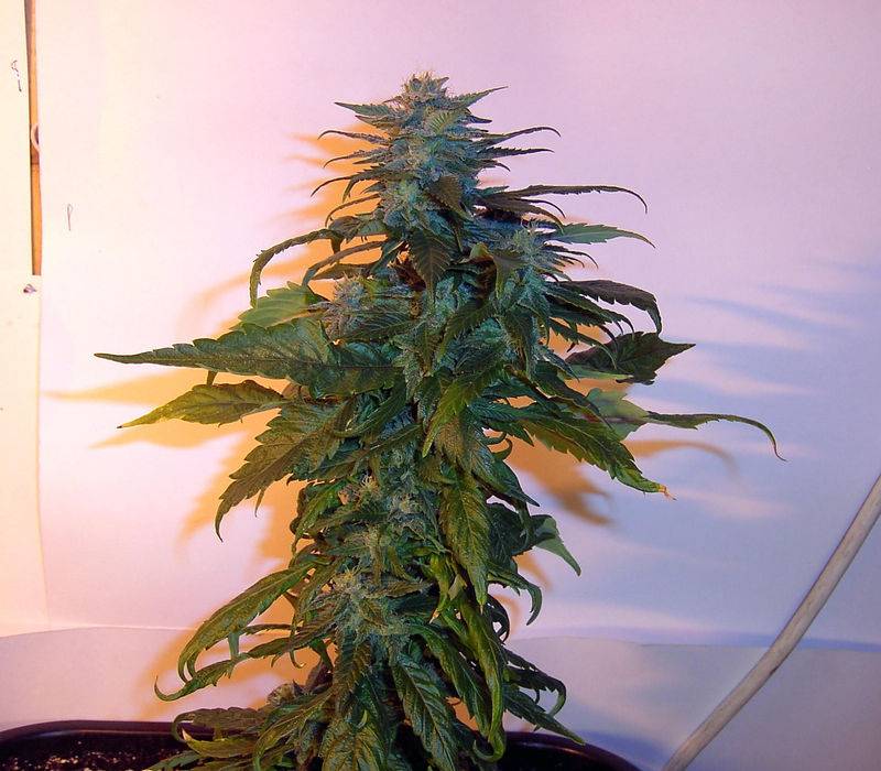 7622Grape_Day_40_Flower-11.jpg